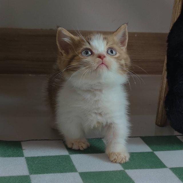 แมวมันช์กิ้น Munchkin short leg Oscat cattery chiangmai รูปที่ 6