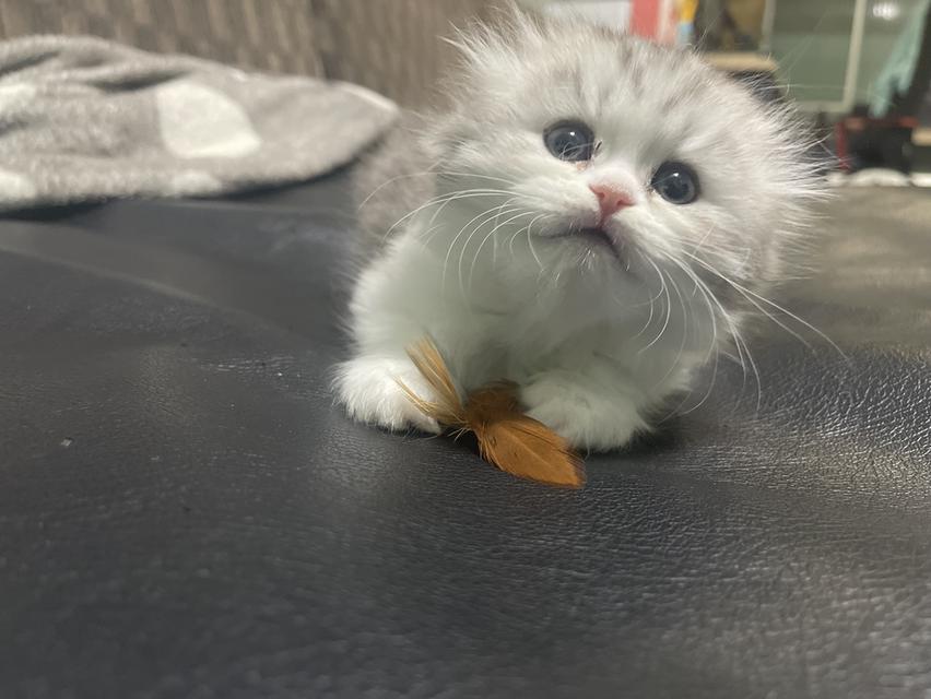 น้องแมวหูพับน่ารัก(หญิง)พร้อมย้ายบ้าน