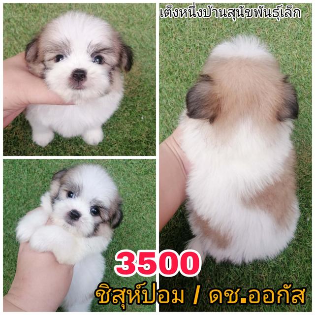 ปอมชิสุห์  พร้อมย้าย