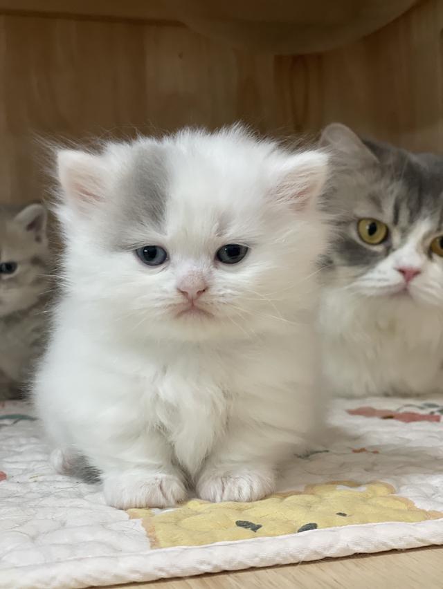 แมวขาสั้น 9