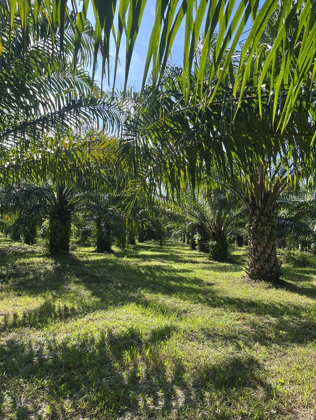 ที่ดินโฉนด จังหวัดชุมพร 6