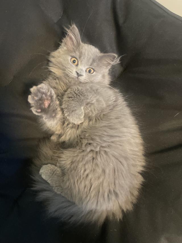 แมวขี้อ้อนสีหายาก-ลูกผสม(เด็กชาย3เดือน) พร้อมย้ายบ้าน