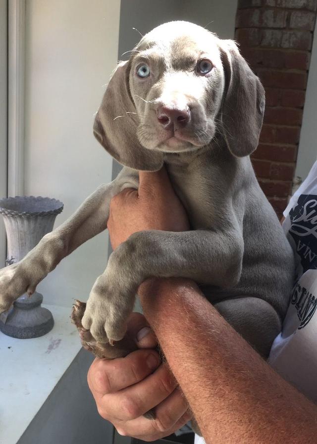 Weimaraner Puppies WhatsApp me : +66 63 826 3042