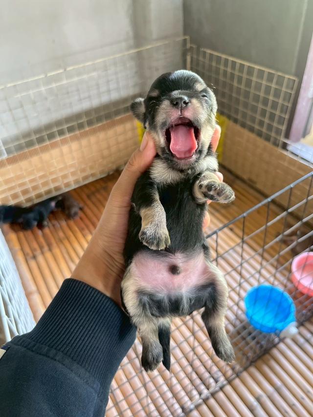 ลูกสุนัข พันธุ์ชิวาวา เพศผู้ สีดำแทน รูปที่ 2