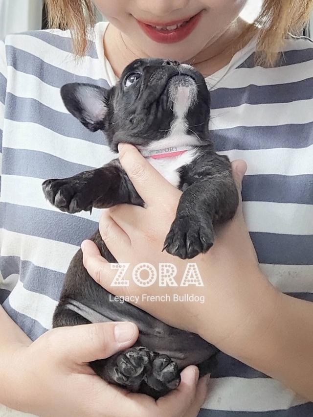 (ได้บ้านแล้ว) ZORA ลูกสุนัขเฟรนช์บูลด็อก