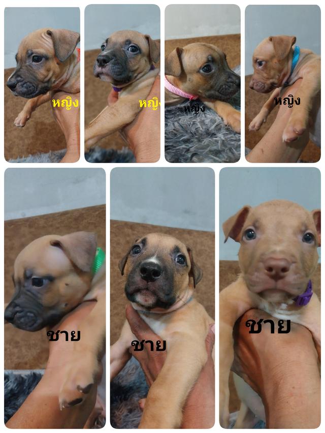 พิทบูลแบนด็อก