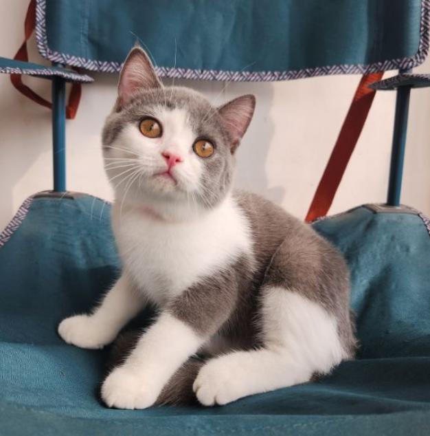 British​ Shorthair​ สีสวยน่ารักมาก 2