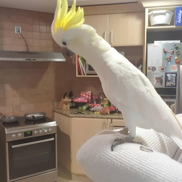 Cockatoo Parrots For Sale รูปที่ 2