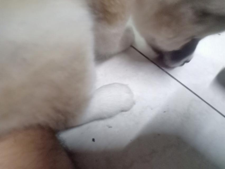 ลูกหมาบางแก้ว เพศเมีย 14