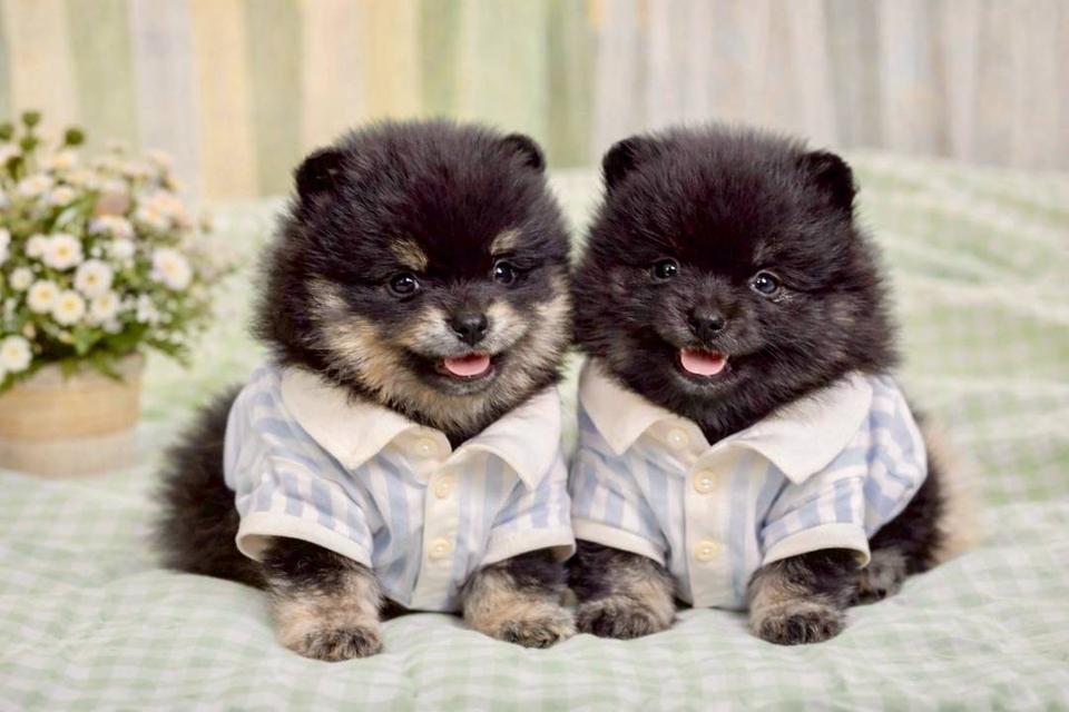 ลูกปอมแท้ อายุ2เดือน สอบถามได้ค่ะ