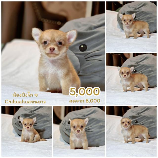 Chihuahuaไซส์จิ๋วหนุ่มหล่อ 6