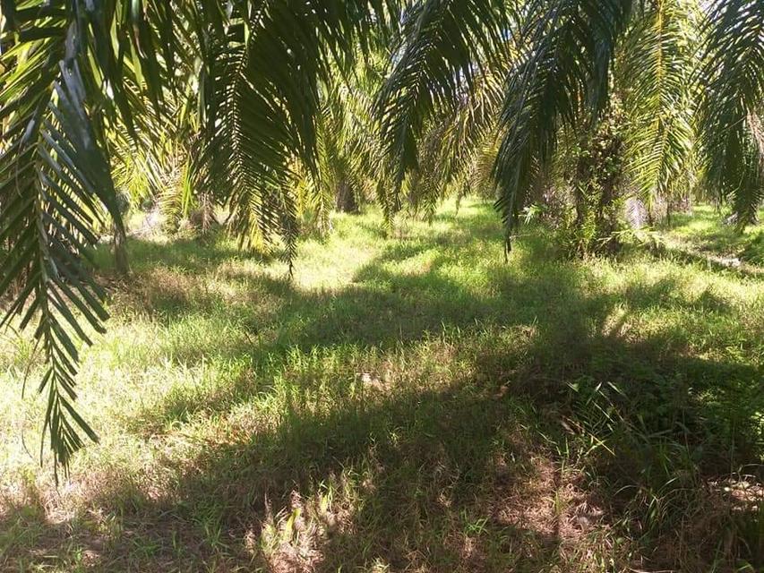 ที่ดิน สวนปาล์มน้ำมัน ต.บางน้ำจืด อ.หลังสวน จ.ชุมพร โฉนด พร้อมโอน 13