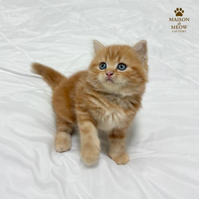 ❌ได้บ้านแล้ว เปอร์เซียแท้ ขาว/ส้ม พร้อมย้าย 10