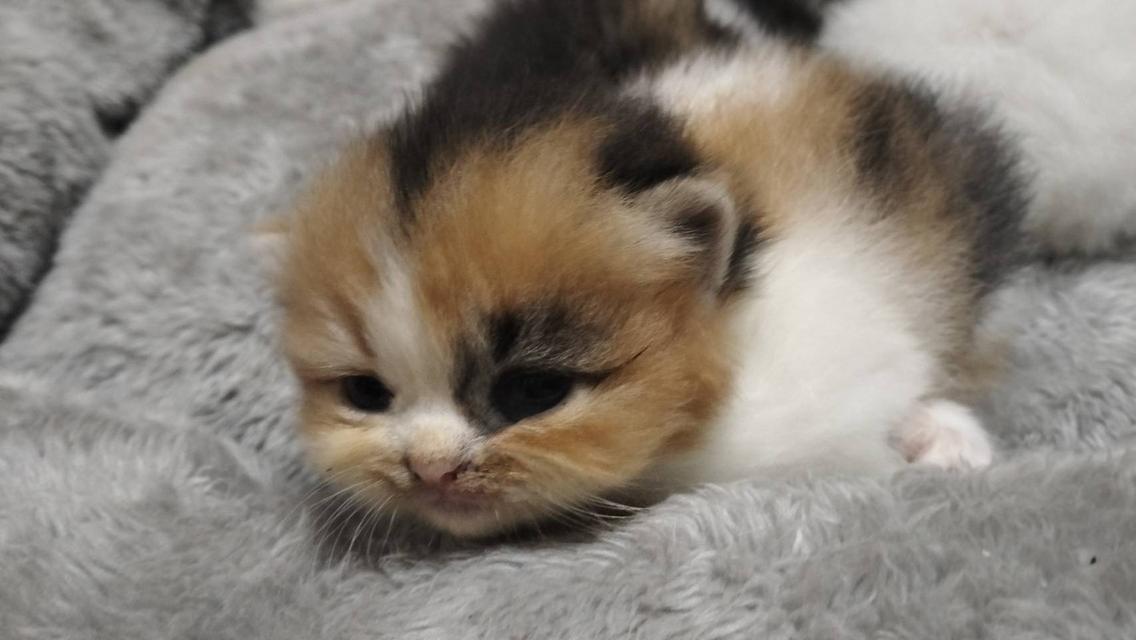 🌈เปิดจองน้องๆคลอกใหม่ ทักแชทพร้อมเปิดกล้อง รับน้องได้หลังหย่านม รูปที่ 12