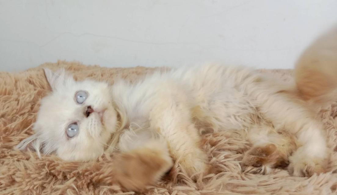 5.แมวมันช์กิ้น/เพศเมีย หาบ้าน Munchkin Cat/Female looking for a new home