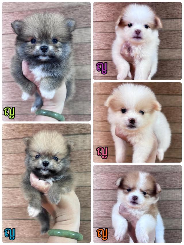 สุนัขพันธุ์ปอมเมอเรเนียน รูปที่ 2