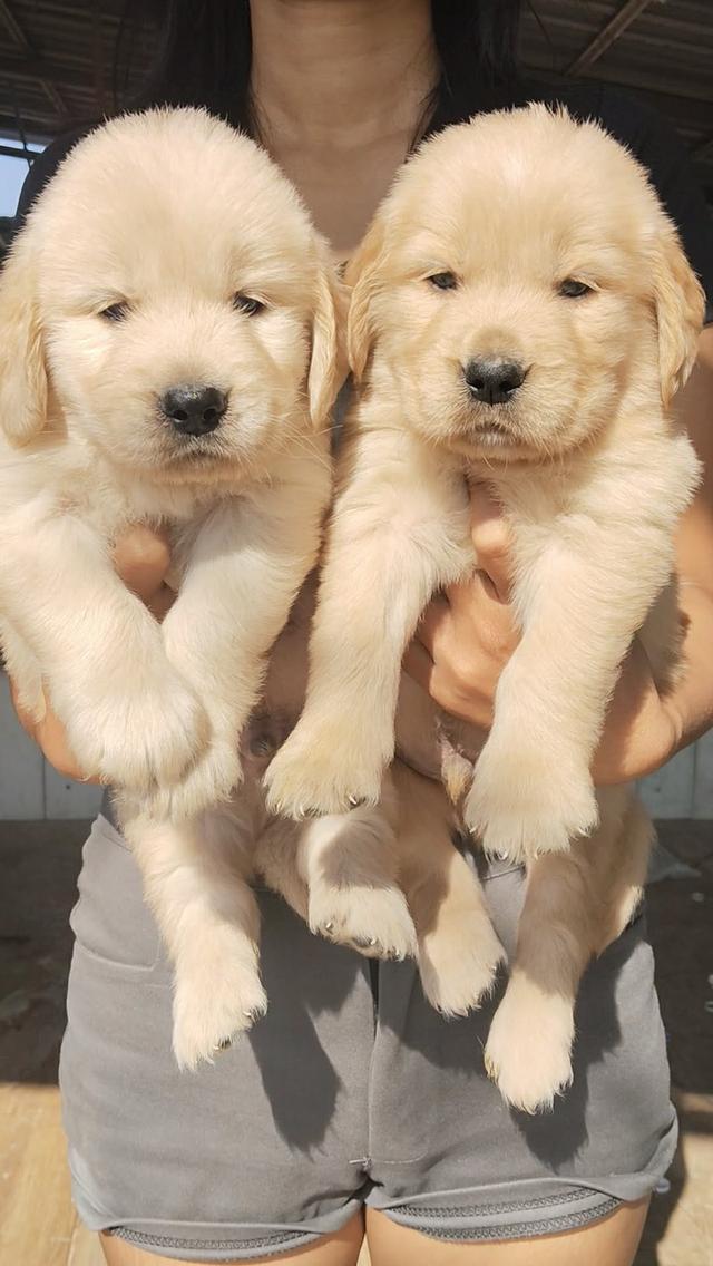 สุนัขโกลเดินรีทรีฟเวอร์