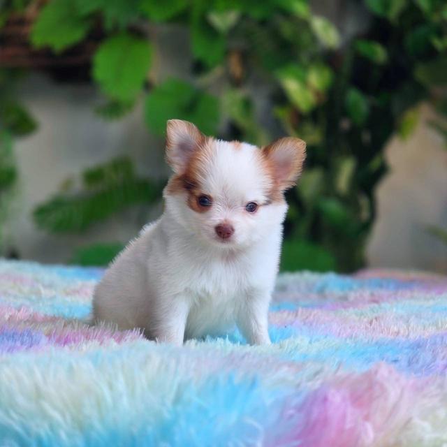 ชิวาวาผสมปอม เพศผู้ พิกัดรามอินทรา 10