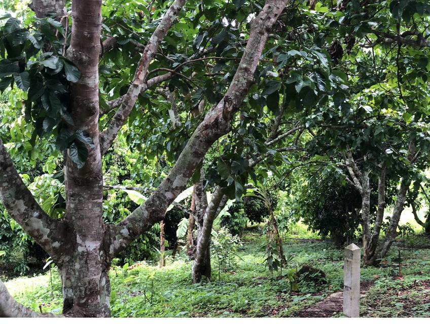 ที่ดิน สวนกระท้อน .................... 12