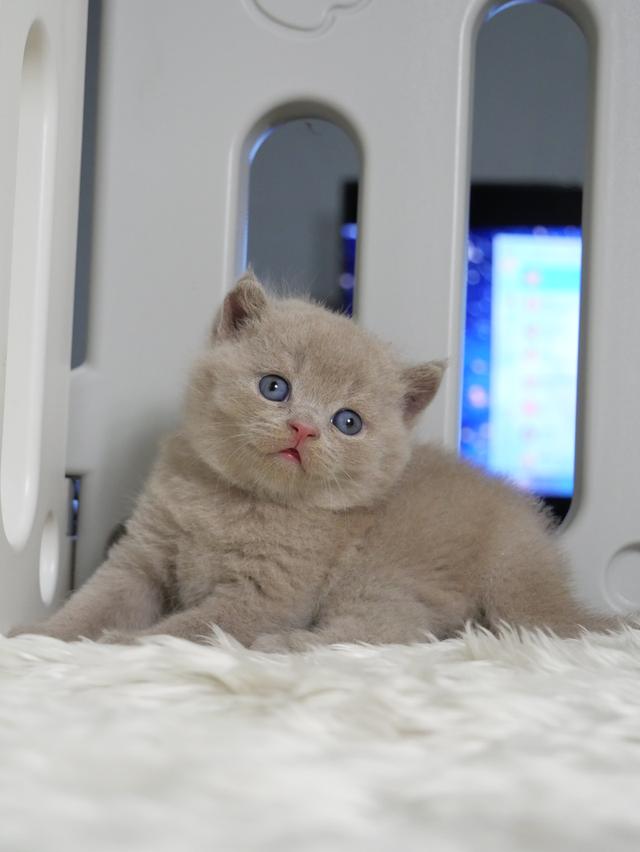 แมวบริติชช๊อตแฮร์ผู้ชายสีไลแลก รูปที่ 4