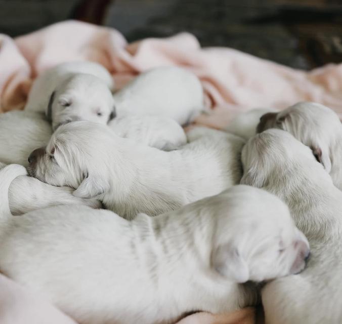 เปิดจองลูกสุนัขสีขาวล้วน White Golden Retriever