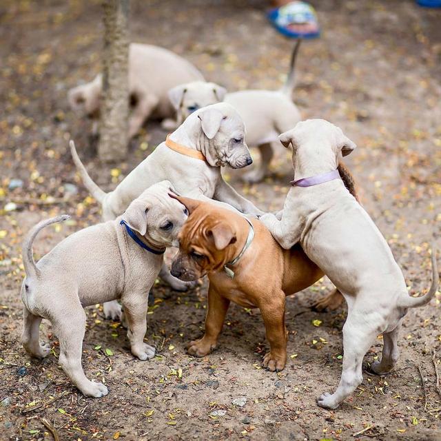 Thai ridgeback puppies  WhatsApp me : +66 63 826 3042