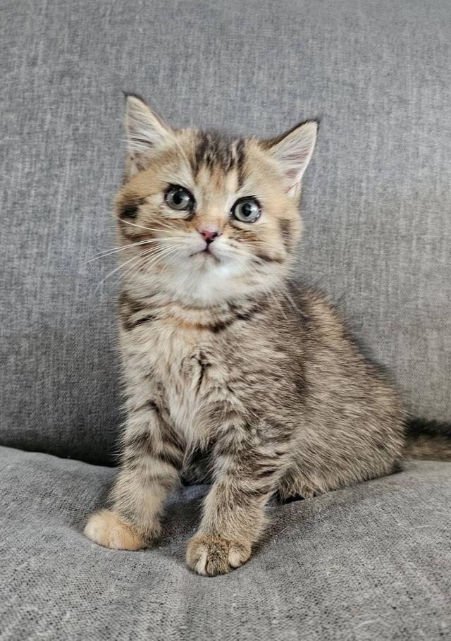 โคโค่ สก็อตติชโฟลด์แท้ 2