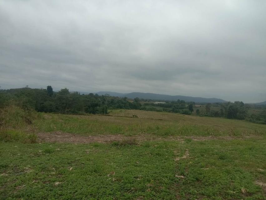 ที่ดินเปล่า 20 ไร่ๆละ 5 แสน แบ่งขายได้ คลองสอง วังน้ำเขียว 7