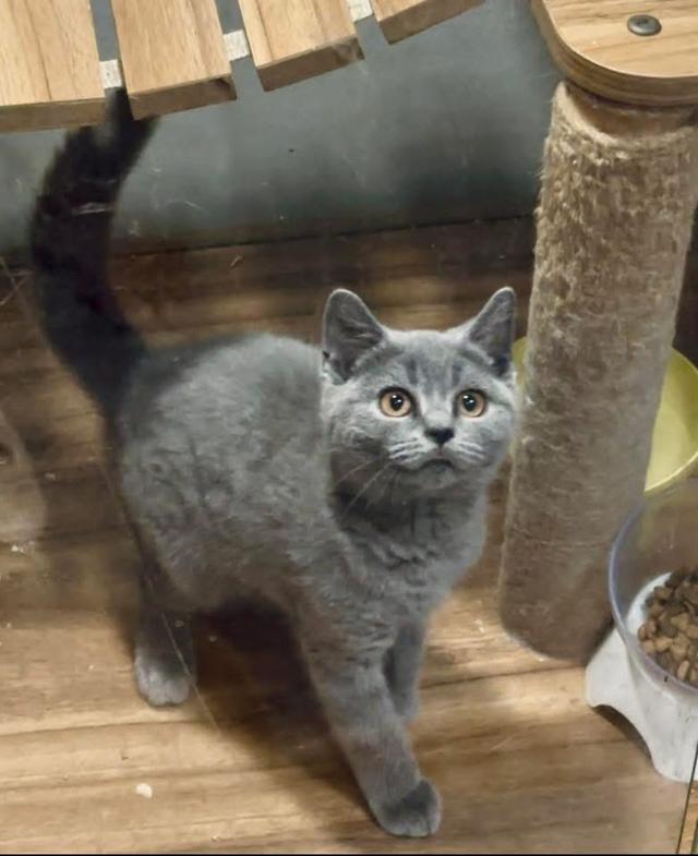 British shorthair  2