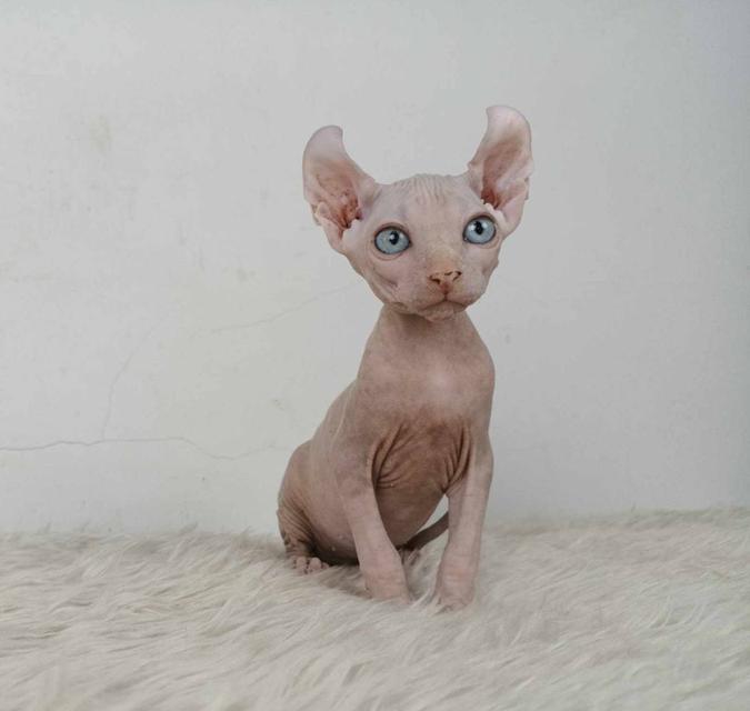 32.แมวเอลฟ์/เพศเมีย หาบ้าน Elf Cat/Female looking for a new home 5