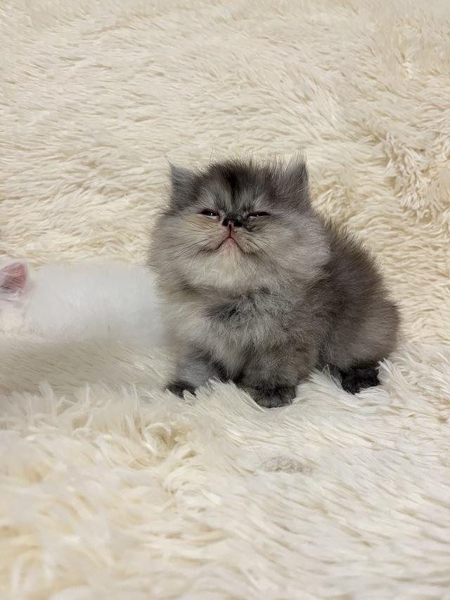 แมวเปอร์เซีย 😊🤭😆😁่ี่