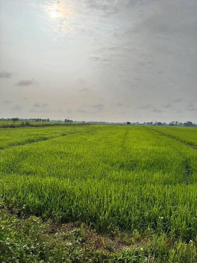 ที่ดิน 3 ไร่อำเภอแม่จันจังหวัดเชียงราย 5