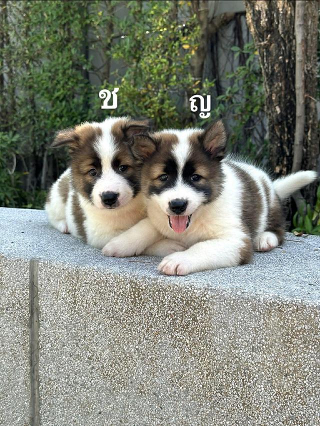 ลูกหมาบางแก้ว พร้อมย้ายบ้าน ว่าง ช1 ญ1