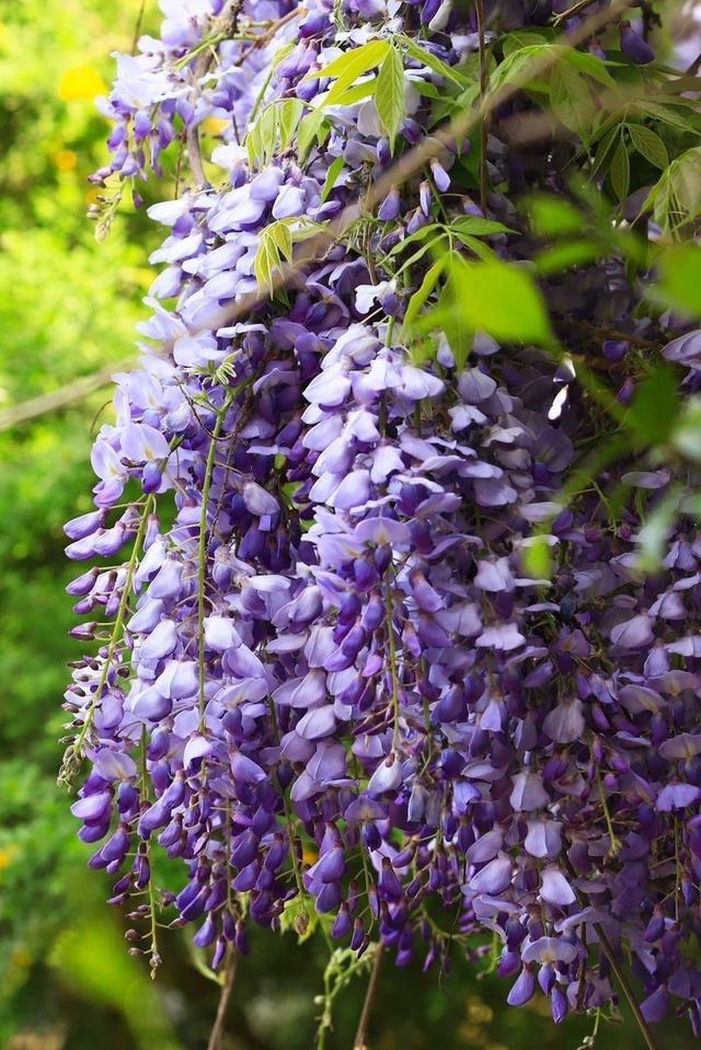 ต้น วิสทิเรีย (Wisteria) 3