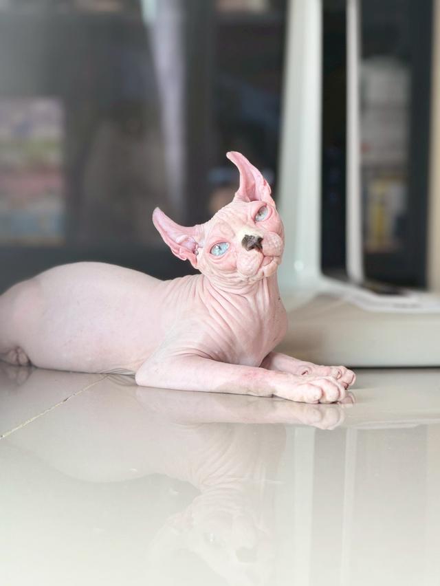 แมว สฟิงซ์ เพศเมีย Sphynx cat รูปที่ 3