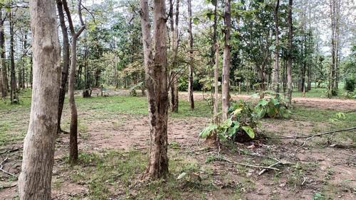 ขายที่ดินพร้อมสวนป่าสัก 8-2-21 ไร่ (5แปลงติดกัน) ติดทางสาธารณะประโยชน์ 3 ด้าน ตำบลทุ่งยั้ง อำเภอลับแล จังหวัดอุตรดิตถ์ 4