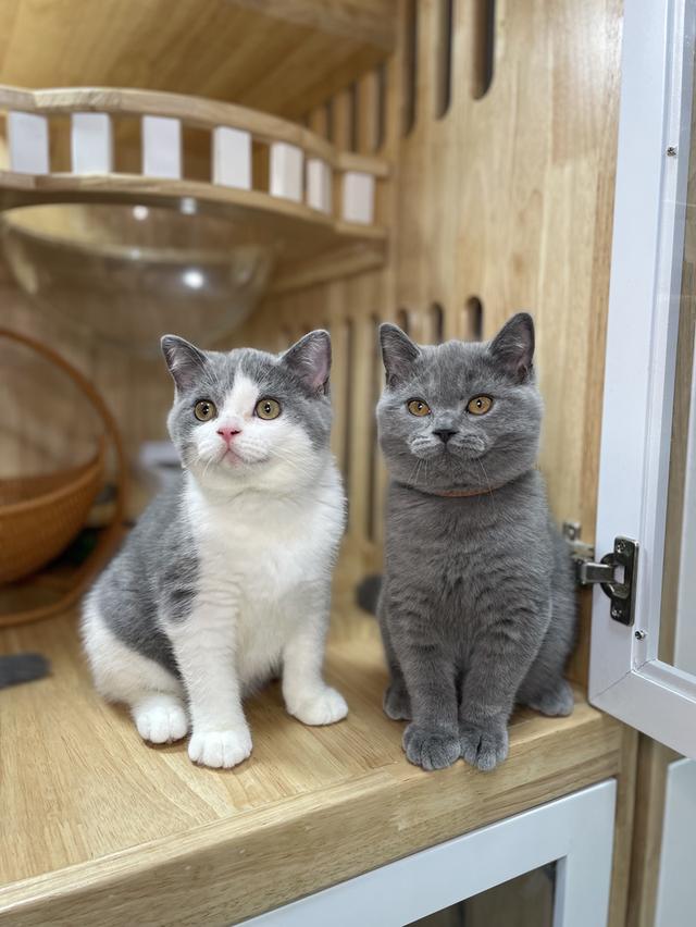 แมวมันช์กิ้นขายาวพร้อมย้าย 6