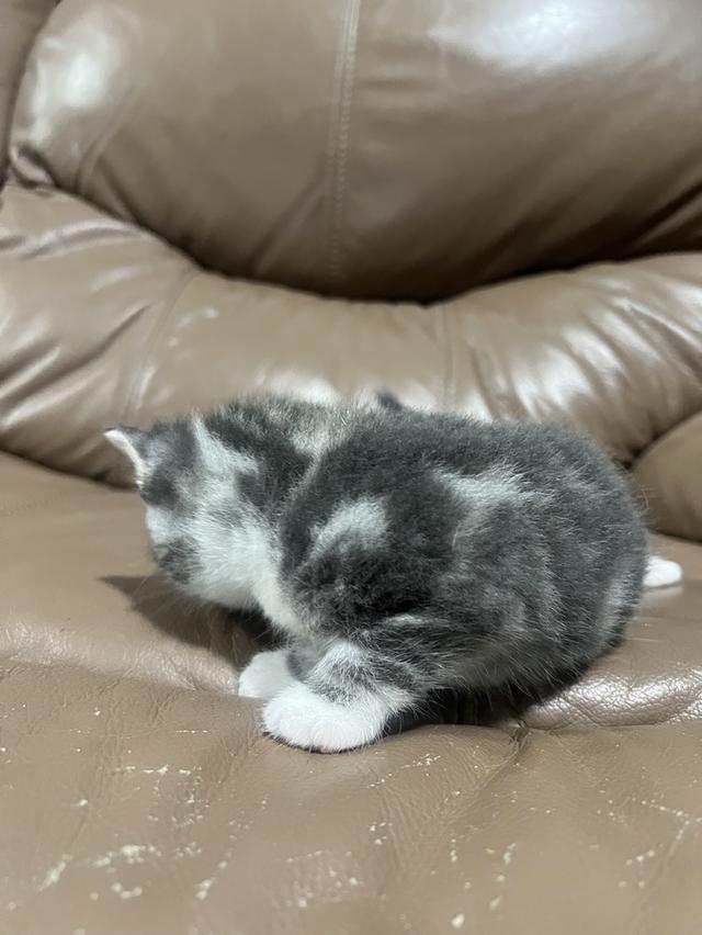 American shorthair  3