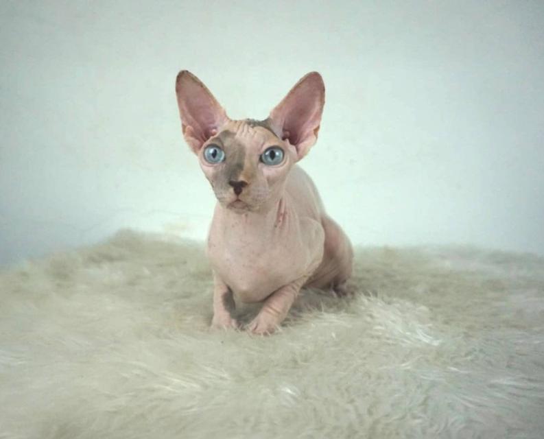 9.แมวสฟิงซ์/เพศเมีย หาบ้าน Sphynx Cat/Female looking for a new home 4