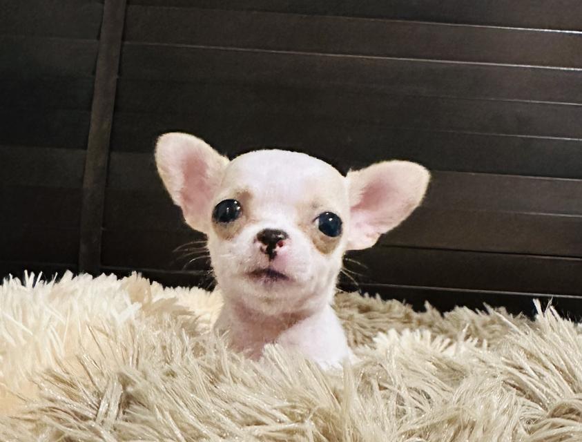 ดช.ชิวาว่า(จิ๋วจิ๋ว)3เดือน.1.5ขีด รูปที่ 3