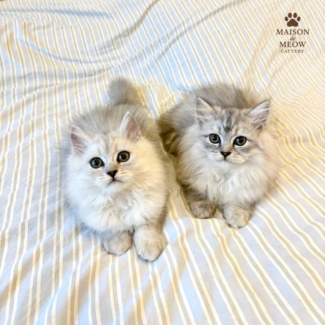 ❌🏠 ได้บ้านแล้ว เปอร์เซีย ซิลเวอร์ชินชิล่า 6