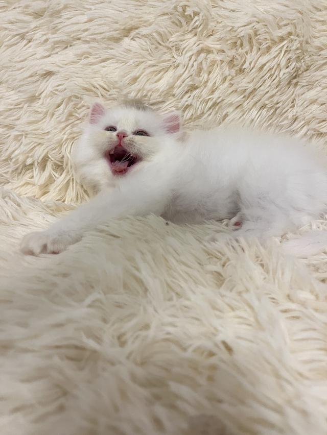 แมวเปอร์เซีย 😊🤭😆😁่ี่ 10