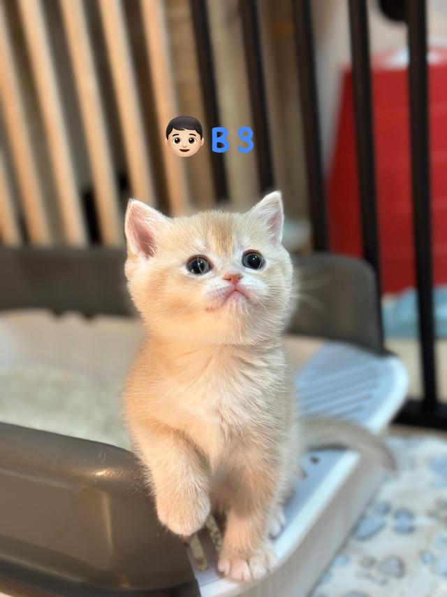 แมวมันซ์กิ้น- บริติช ขาปกติ รูปที่ 3