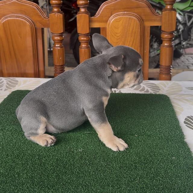 ลูกสุนัขเฟรนช์บลูด็อก รูปที่ 6
