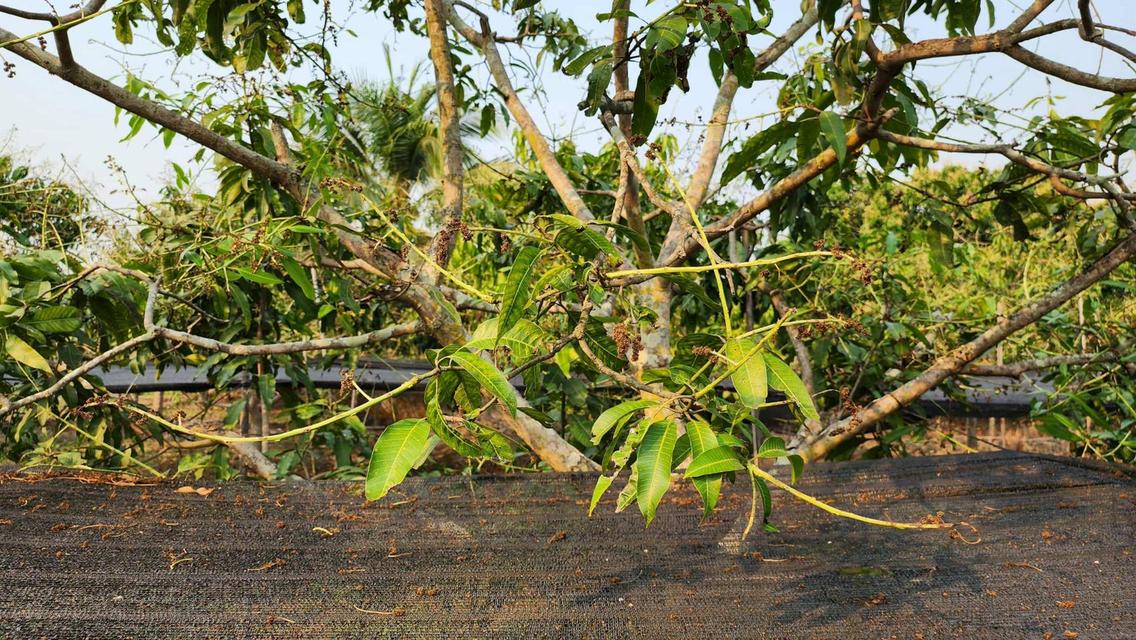 ขายที่ดินถมแล้ว 4-0-40 ไร่ น้ำไม่ท่วม เหมาะแก่การทำสวนและปลูกบ้าน ต.หนองปลาสะวาย อ.บ้านโฮ่ง จ.ลำพูน 6