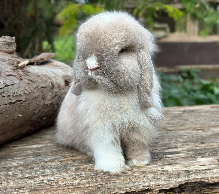กระต่ายมินิลอปสุดแสนน่ารัก  1