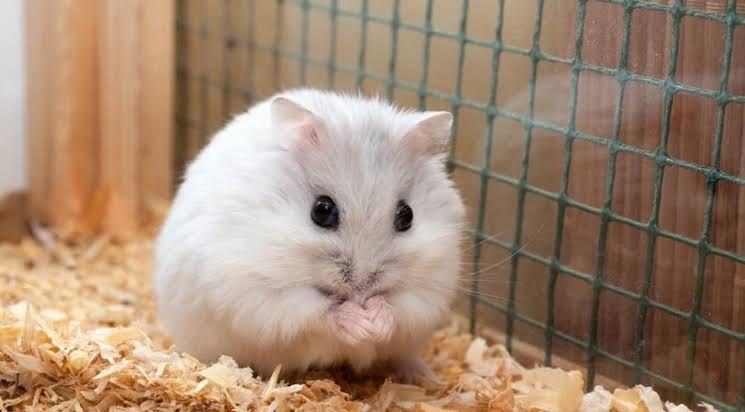 หนูแฮมสเตอร์ Dwarf Winter White Russian Hamster 2