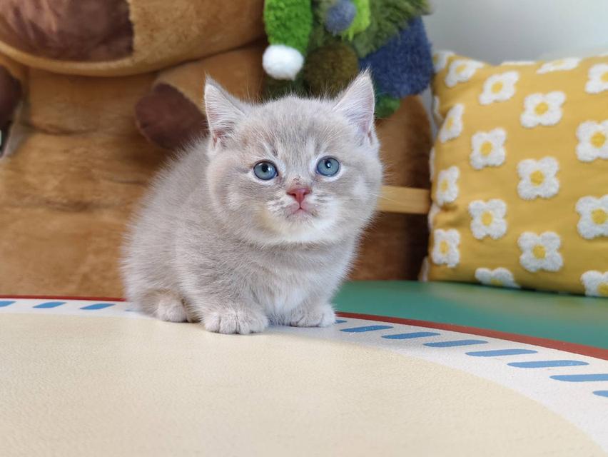 แมวขาสั้น Munchkin short leg chiangmai