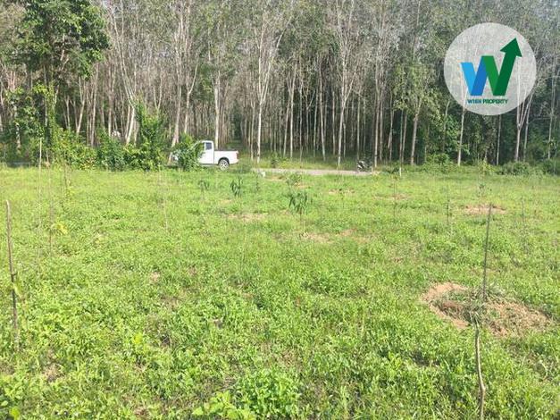 ขายสวนยางพาราแปลงใหญ่ในควนขนุน ใกล้สำนักงานที่ดินจังหวัดพัทลุงสาขาควนขุนน 8