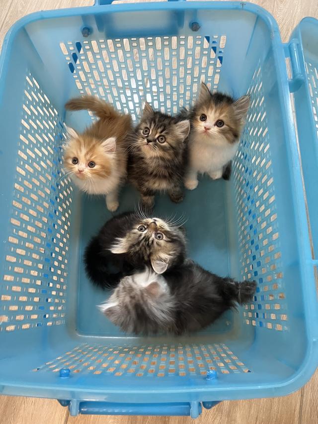 แมว เปอร์เซีย 🔥🔥🔥🙂้ิ